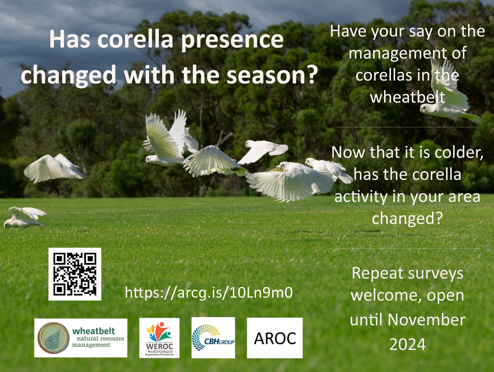 Help Manage the Growing Corella Population: Share Your Sightings and Impact